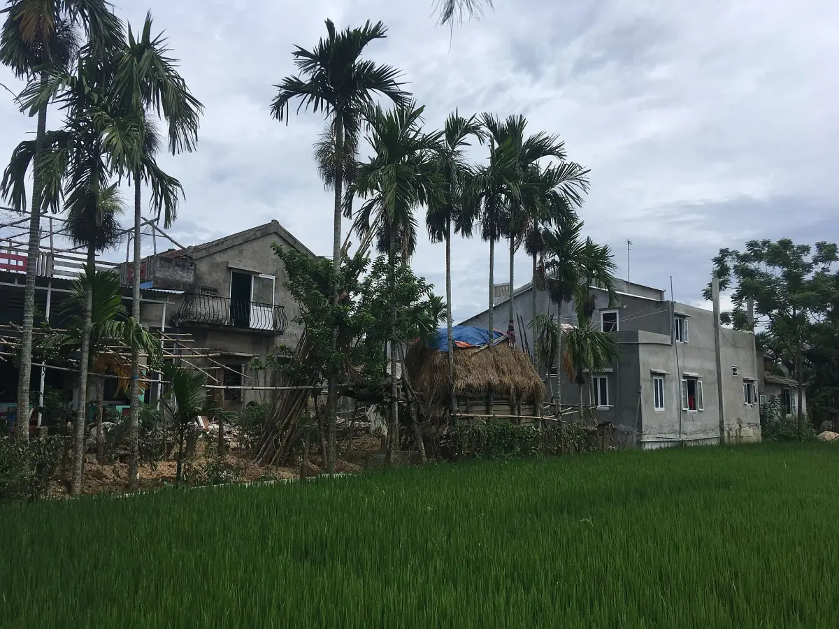 Houses and areca palms on Cam Kim Island