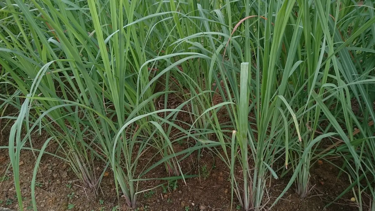 Lemongrass growing in a garden bed