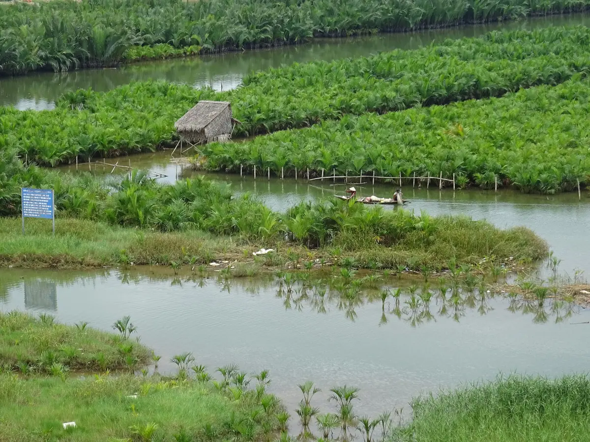 Rows of nipa palms in the Thu Bon estuary
