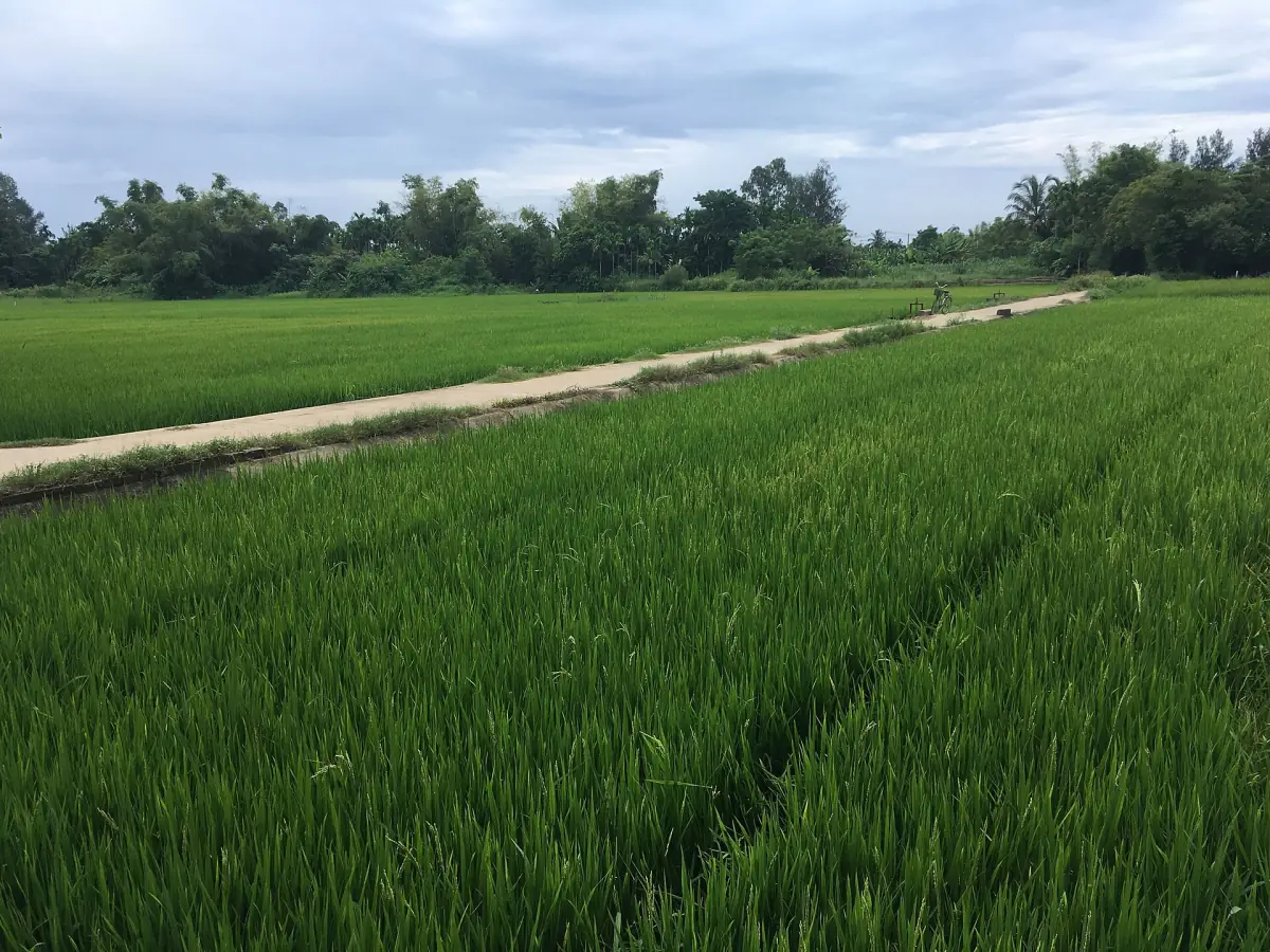 A path through rice fields on Cam Kim Island
