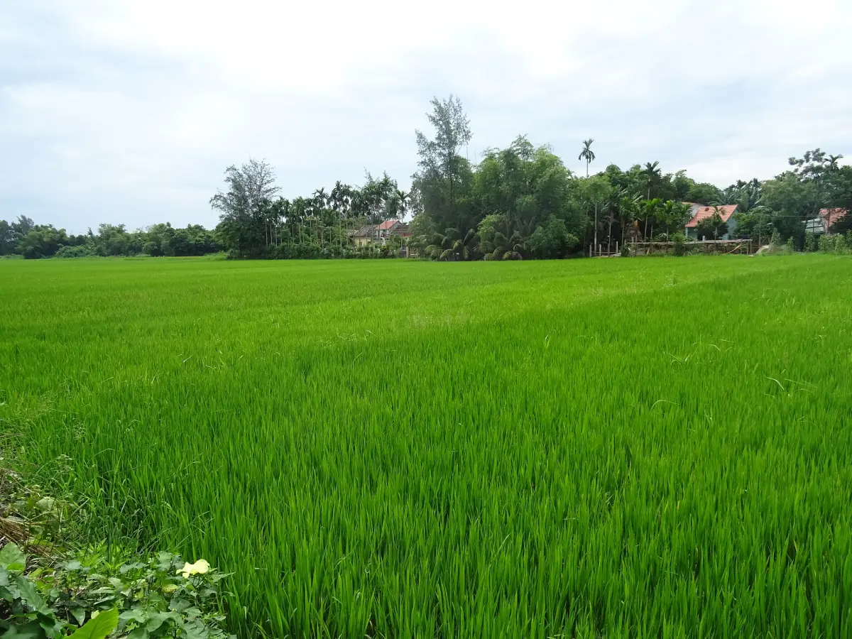 Green rice fields on Cam Kim Island near Hoi An