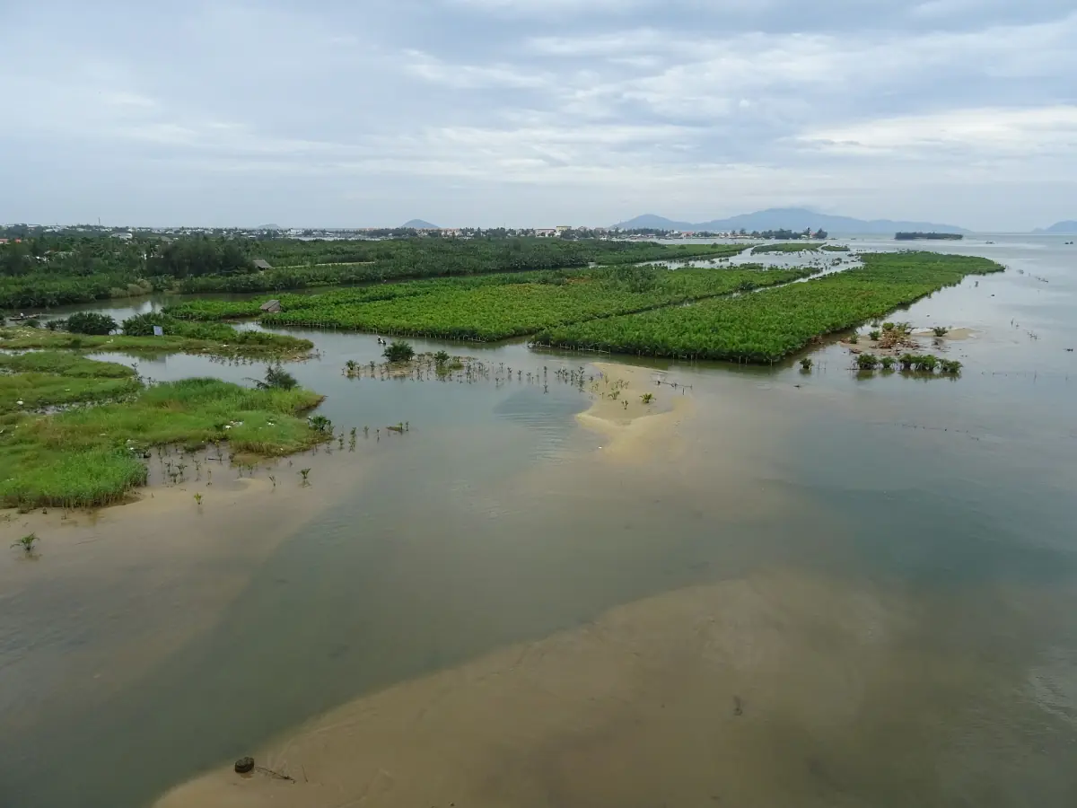 The Thu Bon estuary with nipa palm islands