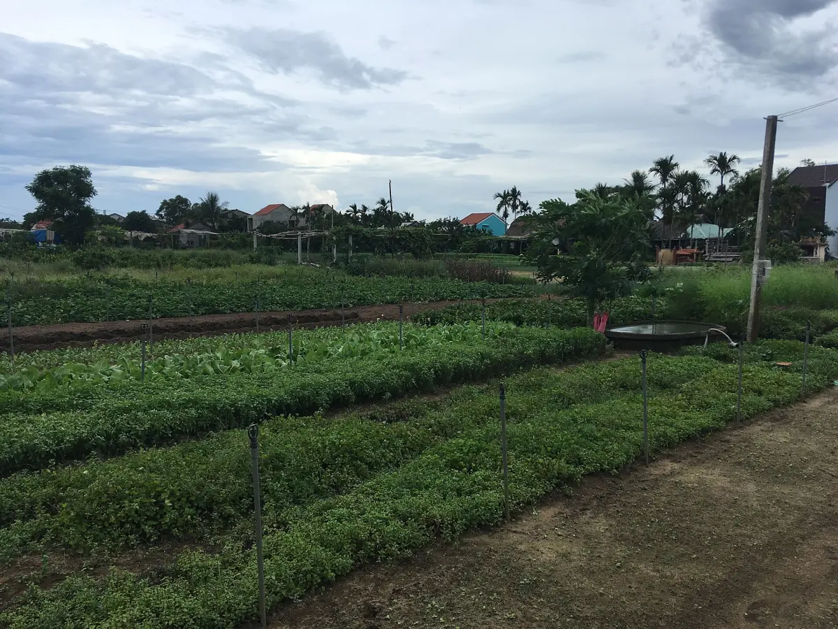 Herb gardens and village houses in Tra Que