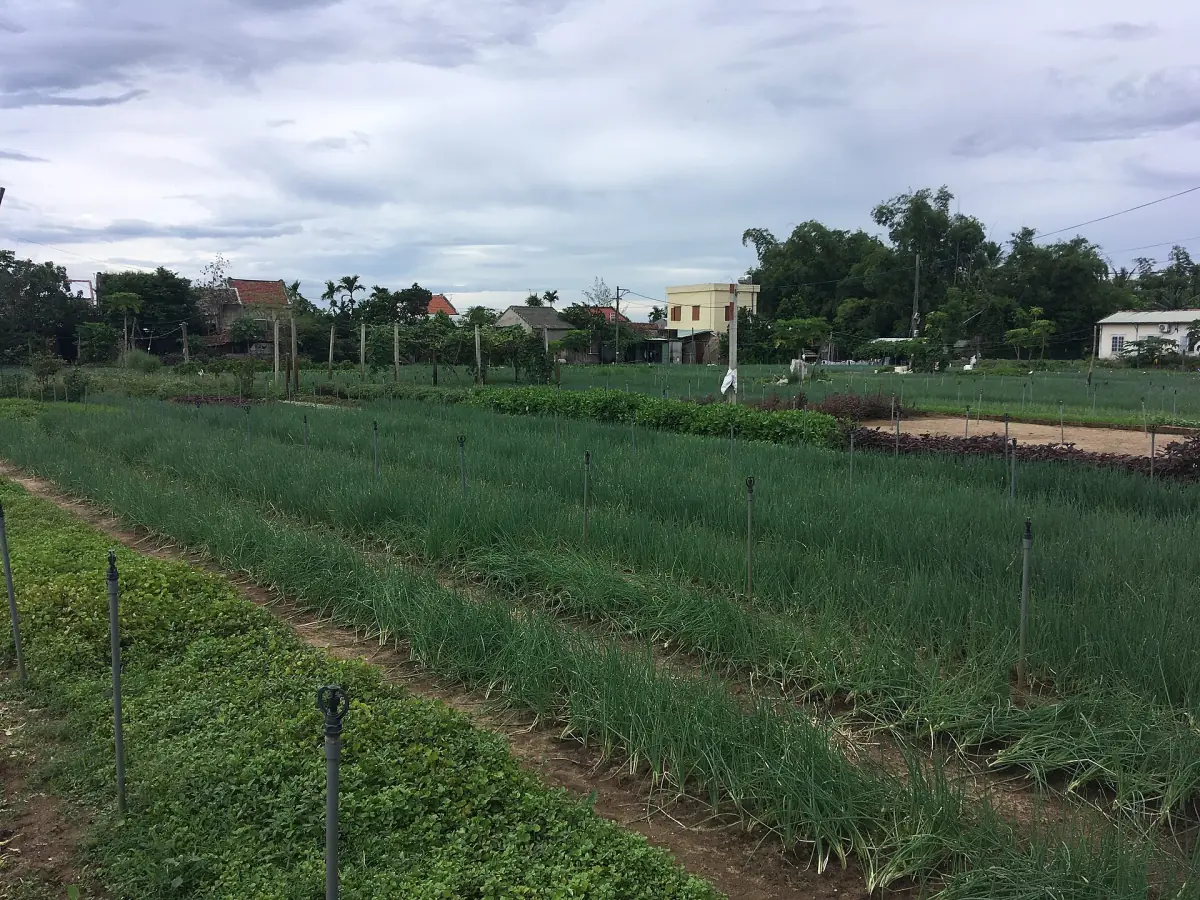 Vegetable beds in Tra Que village